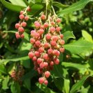 10 Seeds - PACIFIC MADRONE TREE Bearberry Red - Arbutus Menziesii Oregon Laurel