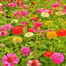 150 Seeds - California Giants Zinnia Mix - Flower Garden Rare