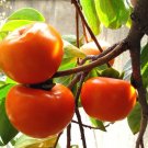 5 Seeds - JAPANESE PERSIMMON Tree - Asian Diospyros Kaki Orange Red Fruit