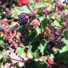 25 Seeds - TRAILING BLACKBERRY - Pacific Rubus Ursinus Vining Shrub Fruit