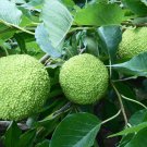 10 Seeds - HEDGE APPLE Osage Orange Horse Apple - Monkey Ball Maclura Pomifera Tree Seeds