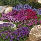 100 Seeds - Rock Cress Royal Mix Seeds - Garden Flower Plant