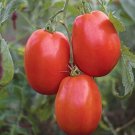 100 Seeds - Tomato Super Sauce - Garden Vegetable Plant