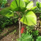 20 Seeds - Licuala Palm Tree Seeds Garden - Ruffled Fan Large Indivisible Sheet