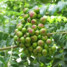 5 Seeds - Curry Leaf Tree Seeds - Murraya Koenigii Kitchen Kari Patta Limbdo