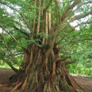 55 Seeds - Redwood Dawn Tree Red Wood Garden Plant Seeds