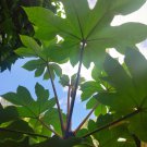 5 Seeds - Tetrapanax papyrifera Steroidal Giant - Garden Plant Seeds