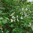 10 Seeds - Common Snowberry - White Berries Pink Flowers - Symphoricarpos Alba Shrub Seeds