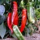 150 Seeds - Pepper Anaheim Hot Chile Pepper - Vegetable Garden Seeds