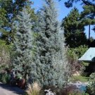 10 Seeds - Cupressus arizonica glabra - BlueIce Cypress Garden