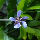 10 Seeds - LIGNUM VITAE GUAIACUM SANCTUM - (Exotic lathe hard wood bonsai seed)