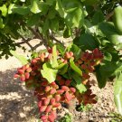 5 Seeds - PISTACHIO NUT TREE - Pistacia Vera Fruit Red Flowers Seeds