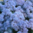 50 Seeds - Ageratum Hawaii Series Blue Annual - Garden Flower