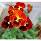 100 Seeds - Red Pansy Seeds, Alpenglow - Swiss Giant Pansies, Red Viola Seeds