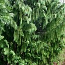 10 Seeds - Chamaecyparis nootkatensis Pendula Cypress - Garden Tree