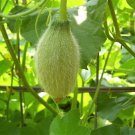 30 Seeds - Crenshaw Melon Muskmelon - Cranshaw Cucumis Melo Fruit