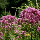 120 Seeds - joe pye weed Pink flower - ATTRACTS BUTTERFLIES FLOWER