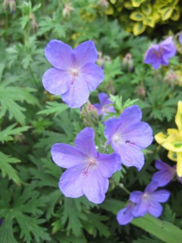 20 Seeds - MEADOW CRANESBILL / GERANIUM - Pratense Blue Violet Flower