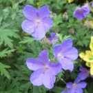 20 Seeds - MEADOW CRANESBILL / GERANIUM - Pratense Blue Violet Flower