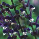 25 Seeds - SKULLCAP SCUTELLARIA PERENNIAL - Flower Garden