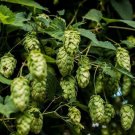 5 Seeds - Humulus lupulus TETTNANG HOPS Vine - Garden Plant Seeds