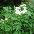 20 Seeds - SWEET CICELY Myrrhis Odorata Flower Herb Seeds - Garden Plant Seeds