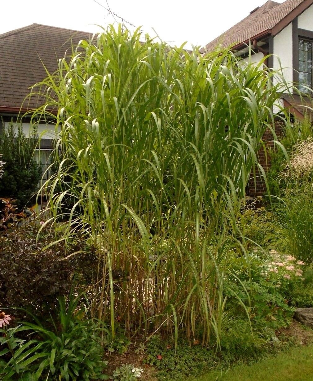 10 Seeds - Miscanthus floridus GIANT MAIDEN GRASS - Garden Plant Seeds