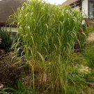 10 Seeds - Miscanthus floridus GIANT MAIDEN GRASS - Garden Plant Seeds