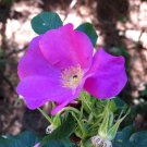 50 Seeds - Pink DOG BRIER ROSE Bush Rosa Canina Flower - Garden Plant Seeds