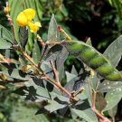 100 Seeds - CAJANUS CAJAN - Pigeon pea gandules seed - exotic edible beans rare gandul