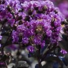 35 Seeds -PURPLE CRAPE MYRTLE TREE / SHRUB / FLOWER SEEDS - Garden Flower Plant Seeds