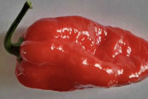 10 Seeds - Komodo Dragon Chilli - Garden Vegetable Plant Seeds