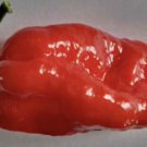 10 Seeds - Komodo Dragon Chilli - Garden Vegetable Plant Seeds