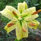 10 Seeds - CITRINE LILY Yellow TIGER - Lilium Henryi Citrinum Asiatic Species Flower Seeds