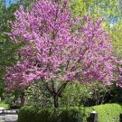 10 Seeds - Cercis chinensis CHINESE REDBUD Tree - Garden Tree
