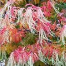 30 Seeds - LILY OF THE VALLEY TREE SEEDS - SOURWOOD TREE Garden Tree
