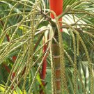 10 Seeds - Cyrtostachys Renda Rare - Sealing Wax Lipstick Palm Garden