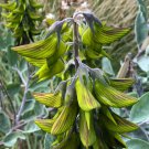5 Seeds - Crotalaria Cunninghamii - Regal Birdflower Garden Plant
