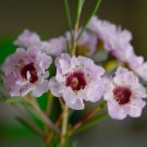 5 Seeds - Geraldton Wax Chamelaucium Uncinatum - Garden Flower Plant