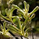 50 Seeds - Tall Green Kangaroo Paw Anigozanthos - Garden Flower Plant