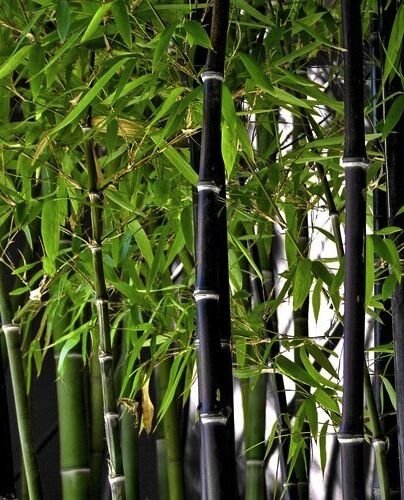 50 Seeds - Timor Black Bamboo Seeds - Garden Plant Tree