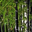 50 Seeds - Timor Black Bamboo Seeds - Garden Plant Tree