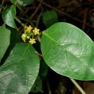 5 Seeds - Gymnema Seeds, Gymnema Sylvestre - Garden Plant Flower