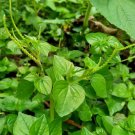 10 Seeds - Pansit Pansitan Shiny Bush Herb Peperomia Seeds - Garden Plant