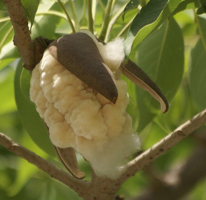 10 Seeds - RED SILK COTTON TREE (Bombax ceiba) - Garden Plant Tree