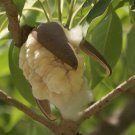 10 Seeds - RED SILK COTTON TREE (Bombax ceiba) - Garden Plant Tree