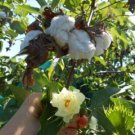 12 Seeds - White cotton perennial fresh garden shrub NON-GM - Garden Plant Tree