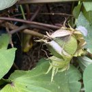 5 Pack - Cotton Plant Garden Seeds - Garden Plant Tree