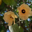 20 Seeds - Cotton Tree Hibiscus (Hibiscus tiliaceus) - Garden Plant Tree