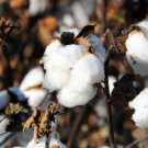 10 Cotton Seeds - GROW YOUR OWN Spring and Summer - Garden Plant Tree